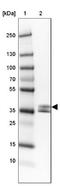 Napsin A Aspartic Peptidase antibody, NBP2-33499, Novus Biologicals, Western Blot image 