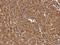 Eukaryotic Translation Initiation Factor 5A2 antibody, LS-C186160, Lifespan Biosciences, Immunohistochemistry frozen image 