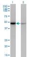 Nuclear Receptor Subfamily 0 Group B Member 1 antibody, H00000190-M07, Novus Biologicals, Western Blot image 