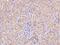 ABIN3 antibody, 203831-T08, Sino Biological, Immunohistochemistry paraffin image 