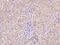 TNFAIP3 Interacting Protein 3 antibody, 203831-T08, Sino Biological, Immunohistochemistry paraffin image 