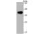 Arginase 1 antibody, NBP2-75412, Novus Biologicals, Western Blot image 