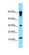 Coiled-Coil Domain Containing 142 antibody, orb326833, Biorbyt, Western Blot image 