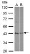 Testis Expressed 13A antibody, NBP2-15138, Novus Biologicals, Western Blot image 