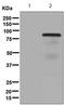 Early Growth Response 1 antibody, ab133695, Abcam, Western Blot image 