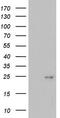 Integrin Subunit Beta 1 Binding Protein 1 antibody, LS-C338867, Lifespan Biosciences, Western Blot image 