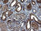 Secernin 1 antibody, LS-C338437, Lifespan Biosciences, Immunohistochemistry frozen image 