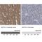 Septin-4 antibody, NBP1-90094, Novus Biologicals, Immunohistochemistry paraffin image 