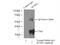 Surfactant Protein D antibody, 11839-1-AP, Proteintech Group, Immunoprecipitation image 