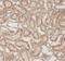 Renalase, FAD Dependent Amine Oxidase antibody, FNab07238, FineTest, Immunohistochemistry frozen image 