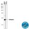 Cathepsin L antibody, AF1515, R&D Systems, Western Blot image 