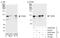 Elongin A antibody, A300-942A, Bethyl Labs, Immunoprecipitation image 