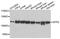 Splicing Factor Proline And Glutamine Rich antibody, orb136296, Biorbyt, Western Blot image 