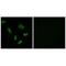 Solute Carrier Family 27 Member 5 antibody, A09287, Boster Biological Technology, Immunohistochemistry frozen image 