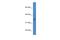 Hydroxysteroid Dehydrogenase Like 1 antibody, PA5-70497, Invitrogen Antibodies, Western Blot image 