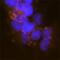 Par-3 Family Cell Polarity Regulator antibody, MAB8030, R&D Systems, Immunocytochemistry image 