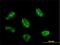 RNA Polymerase I And III Subunit C antibody, H00009533-M02, Novus Biologicals, Immunofluorescence image 