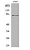 Signal Transducer And Activator Of Transcription 4 antibody, orb159637, Biorbyt, Western Blot image 