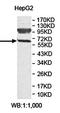 Zinc Finger Protein 10 antibody, orb78348, Biorbyt, Western Blot image 