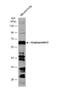 Angiopoietin 2 antibody, NBP2-15386, Novus Biologicals, Western Blot image 