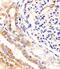 Ubiquitin Specific Peptidase 2 antibody, 61-094, ProSci, Immunohistochemistry paraffin image 
