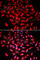 Calcium/Calmodulin Dependent Protein Kinase IV antibody, A5304, ABclonal Technology, Immunofluorescence image 