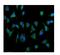 Interleukin 2 Receptor Subunit Beta antibody, A03401-3, Boster Biological Technology, Immunofluorescence image 