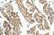 Solute Carrier Family 35 Member F2 antibody, 29-930, ProSci, Immunohistochemistry frozen image 