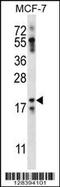 NRN1L antibody, 56-743, ProSci, Western Blot image 