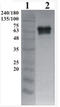 GDNF family receptor alpha-2 antibody, AP33456PU-N, Origene, Western Blot image 