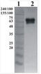 GDNF Family Receptor Alpha 2 antibody, AP33456PU-N, Origene, Western Blot image 