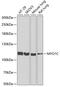 Myosin IC antibody, GTX55719, GeneTex, Western Blot image 