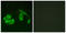 G Protein-Coupled Receptor 12 antibody, LS-C120708, Lifespan Biosciences, Immunofluorescence image 