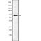 EPS8 Like 3 antibody, abx215212, Abbexa, Western Blot image 