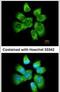 AHSA1 antibody, PA5-27674, Invitrogen Antibodies, Immunofluorescence image 