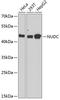 Nuclear Distribution C, Dynein Complex Regulator antibody, A00995, Boster Biological Technology, Western Blot image 