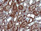 Serpin Family B Member 3 antibody, LS-C788347, Lifespan Biosciences, Immunohistochemistry frozen image 
