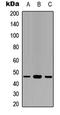 Glyceraldehyde-3-Phosphate Dehydrogenase, Spermatogenic antibody, LS-C354371, Lifespan Biosciences, Western Blot image 