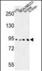 Dipeptidyl Peptidase Like 10 antibody, PA5-72610, Invitrogen Antibodies, Western Blot image 