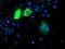 Dipeptidyl Peptidase 9 antibody, M04552-1, Boster Biological Technology, Immunofluorescence image 