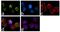 Interferon Regulatory Factor 8 antibody, 702323, Invitrogen Antibodies, Immunofluorescence image 