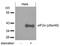 Eukaryotic Translation Initiation Factor 2 Subunit Alpha antibody, AP08033PU-N, Origene, Western Blot image 