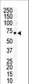 EPH Receptor B6 antibody, LS-C100291, Lifespan Biosciences, Western Blot image 