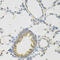 PON2 antibody, 15-343, ProSci, Immunohistochemistry frozen image 
