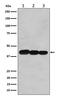 BCL2 Like 14 antibody, M09347-1, Boster Biological Technology, Western Blot image 