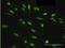 HDGF Like 3 antibody, H00050810-B02P, Novus Biologicals, Immunofluorescence image 