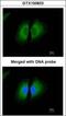 Kininogen 1 antibody, GTX100833, GeneTex, Immunofluorescence image 