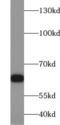 Histone Deacetylase 1 antibody, FNab03792, FineTest, Western Blot image 