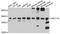 SEC11 Homolog A, Signal Peptidase Complex Subunit antibody, A10552, ABclonal Technology, Western Blot image 