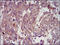 Calcium Voltage-Gated Channel Auxiliary Subunit Alpha2delta 1 antibody, orb329801, Biorbyt, Immunohistochemistry paraffin image 